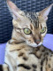PavCat