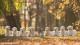 Camian's Golden Retrievers