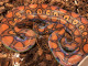 D&M Boas