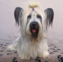 Fotka zvířete uživatele 6462