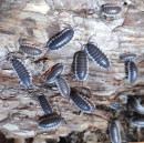 Fotka zvířete uživatele evamak