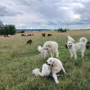 Fotka zvířete uživatele Marie Rundová