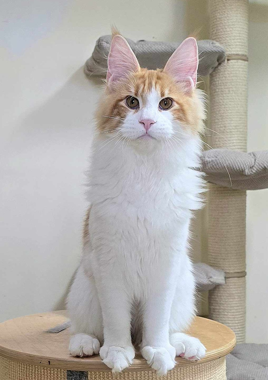 Tedík Nile Goddess, CZ