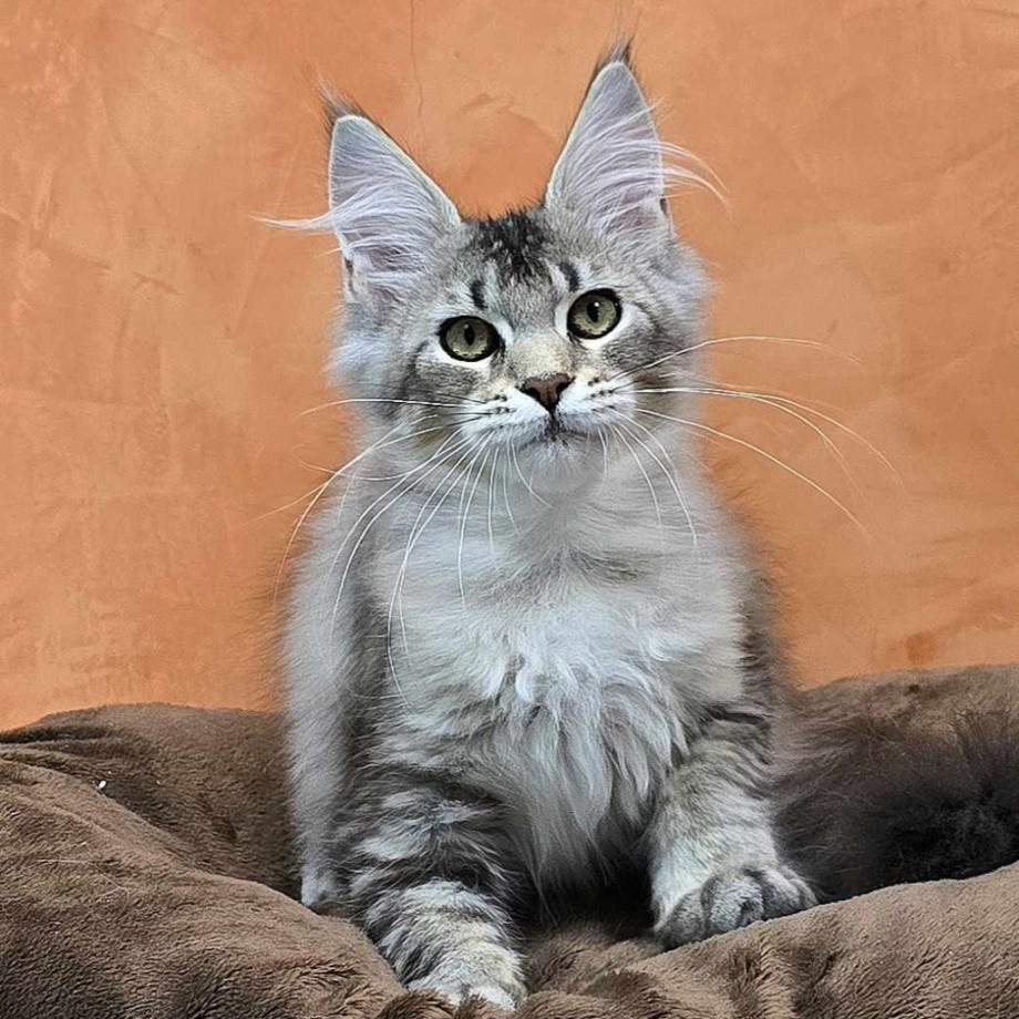 Vaani Nile Goddess, CZ