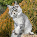 C-aton Allegiancelove, BG - MCP 7766