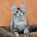 Vaani Nile Goddess, CZ