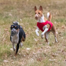 Cherinka coursing