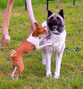 Cherinka+ Maruška Americká akita