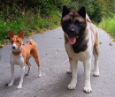 Cherinka+Linda Americká akita