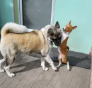 Cherinka + Maruška Americká akita
