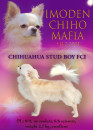 IMODEN CHIHO MAFIA - chovný pes