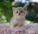 Fotka zvířete uživatele FELPATI GATTI