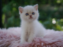 Fotka zvířete uživatele FELPATI GATTI