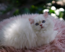 Fotka zvířete uživatele FELPATI GATTI
