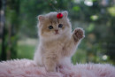 Fotka zvířete uživatele FELPATI GATTI