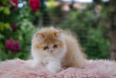 Fotka zvířete uživatele FELPATI GATTI