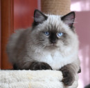 Frankie Blackberry Hill