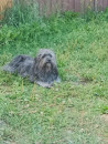 Pepper