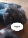 Pepper Ly- Ne Aneriko