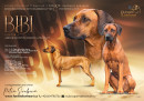 Bibi ( Amour Ma Petite FANISTÉ Lionheart )