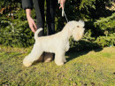 Ch. Dale Genstat - import PL