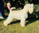 Ch. Dale Genstat - import PL