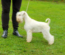 Ch. White King z Bieleho domu - import SR