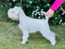 Dolores Genstat - import PL
