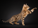 JCH Diego ll Cat Busters, PL
