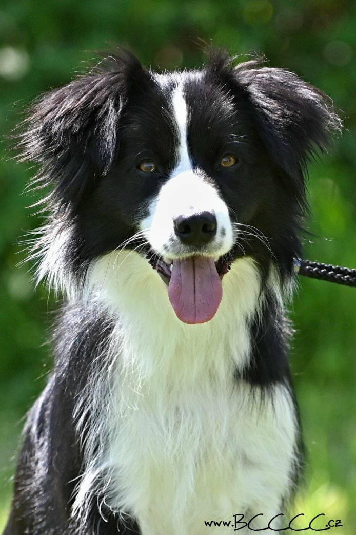 Fotka zvířete uživatele martinalustova