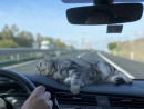 Fotka zvířete uživatele svoboda.borysova