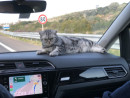 Fotka zvířete uživatele svoboda.borysova