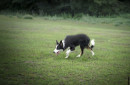 Eleventh Gem Newhill Sheepdogs - import Rakousko, chovná fena
