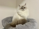 JCH KCH Farah Stella Nový věk, CZ