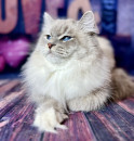 IC Olivia White Witch, CZ - chovná kočka