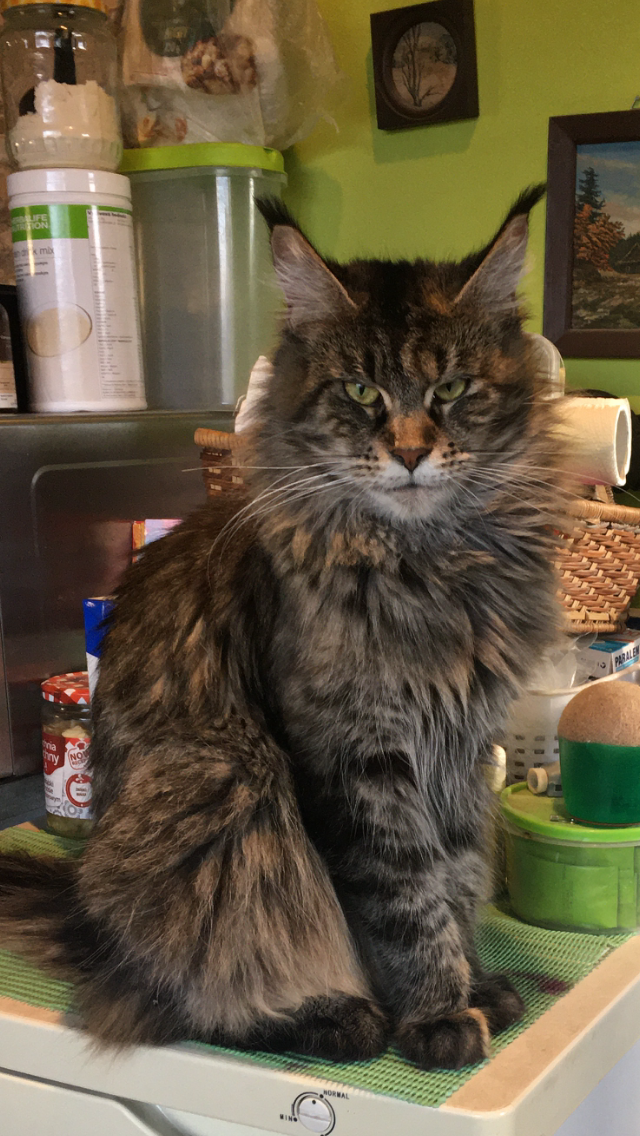 Fotka zvířete uživatele juguetona