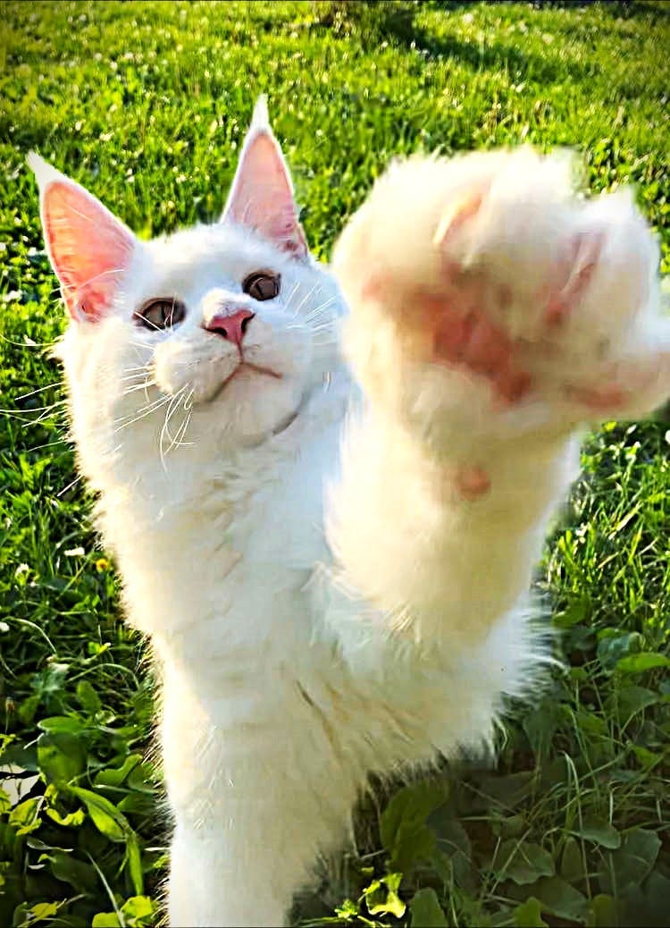 Fotka zvířete uživatele juguetona