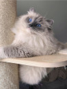 Sweetie