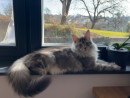Fotka zvířete uživatele MaisonLux