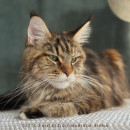 GattoFantastico Marisol Reina, UA