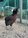 Fotka zvířete uživatele dostalova.k@email.cz