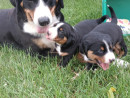 Dolly, Barney, Bazzy