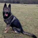 Fotka zvířete uživatele mnisek