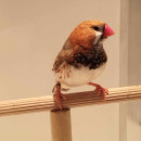 Fotka zvířete uživatele skrobisko96