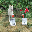 Canna Crystali z Březovské samoty