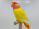 Agapornis růžohrdlý - opallin-ino zelený