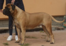 PUMA-BULL